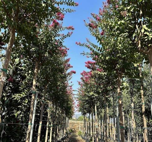 Oya Ağacı – Lagerstromia indica