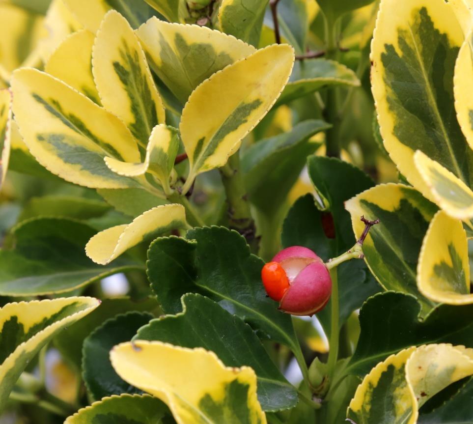 Gold Taflan – Euonymus Japonica Var Aurea