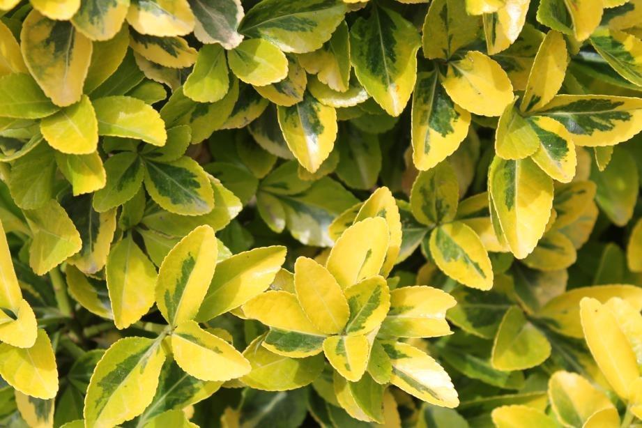 Gold Taflan – Euonymus Japonica Var Aurea