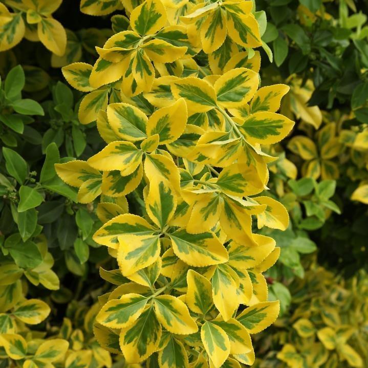 Gold Taflan – Euonymus Japonica Var Aurea