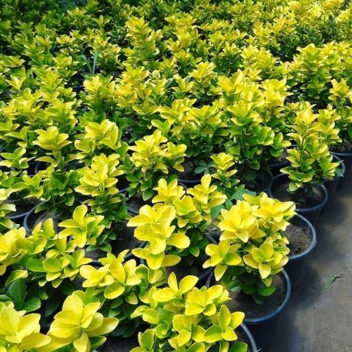 Gold Taflan – Euonymus Japonica Var Aurea