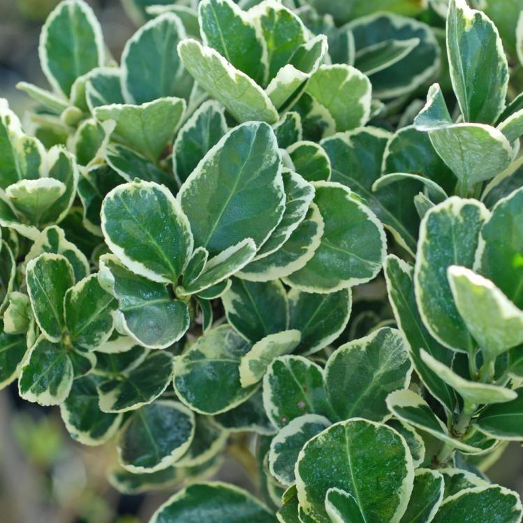 Kathy Taflan – Euonymus japonicus Kathy