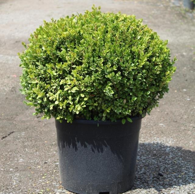 Şimşir Çalısı – Buxus sempervirens Rotundifolia