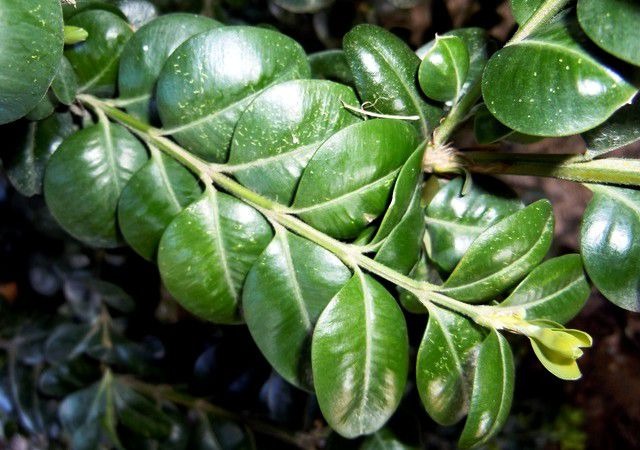 Şimşir Çalısı – Buxus sempervirens Rotundifolia