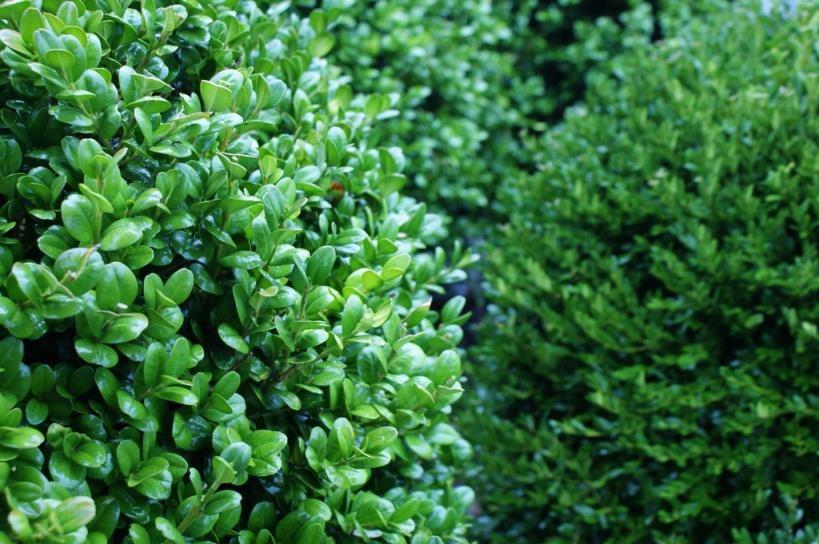 Şimşir Çalısı – Buxus sempervirens Rotundifolia