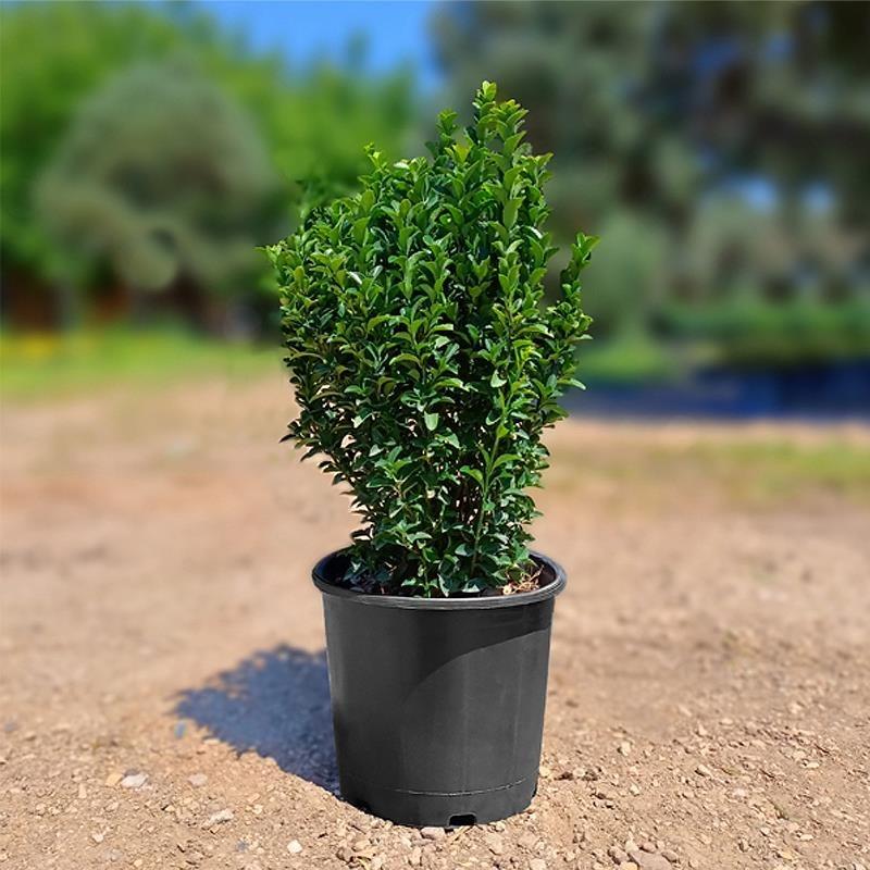 Sütun Taflan – Euonymus japonicus Microphyllus Green Rocket