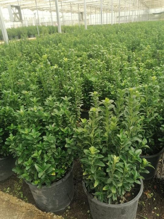 Sütun Taflan – Euonymus japonicus Microphyllus Green Rocket