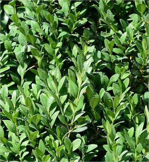 Şimşir Çalısı – Buxus sempervirens