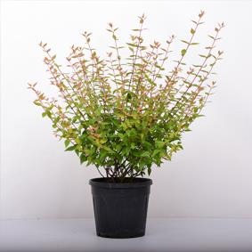 Abelya - Abelia grandifolia