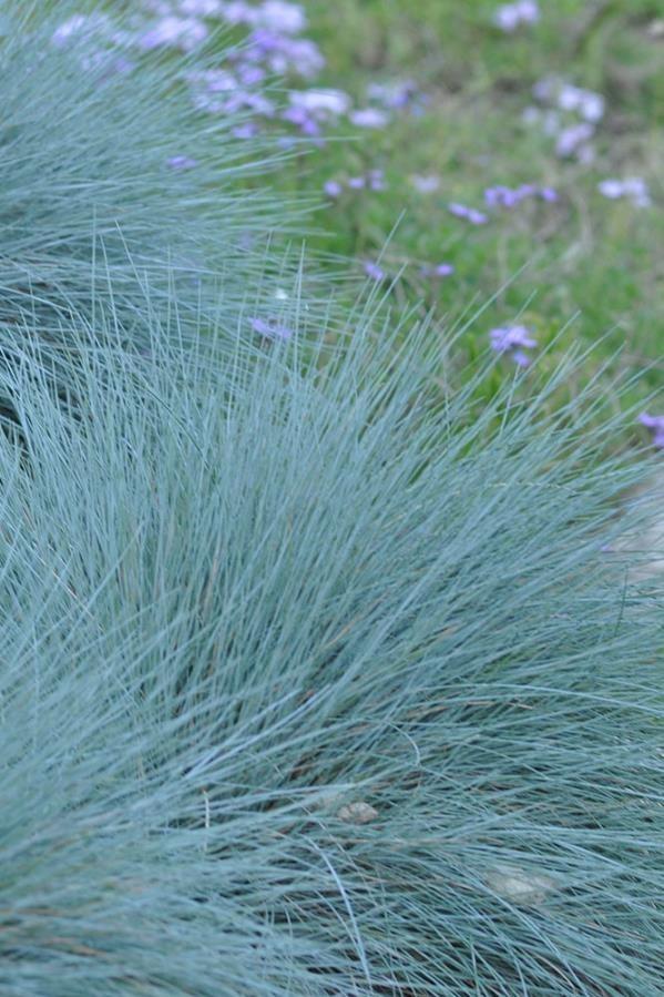 Mavi Çim - Festuca glauca