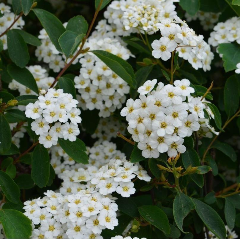 İspirya - Spiraea vanhouttei