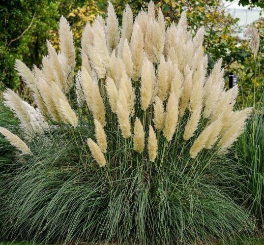 Pampas Otu - Cortaderia selloana