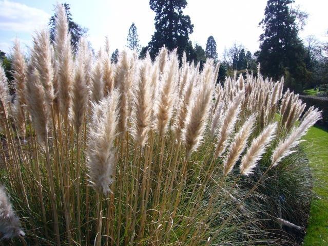 Pampas Otu - Cortaderia selloana