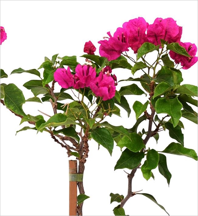 Begonvil – Bougainvillea