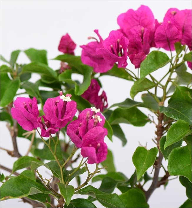 Begonvil – Bougainvillea