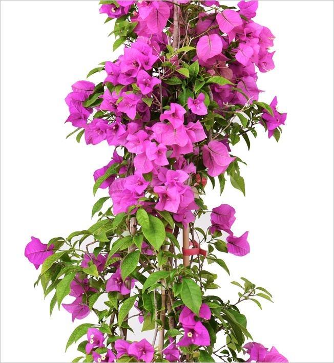 Begonvil – Bougainvillea