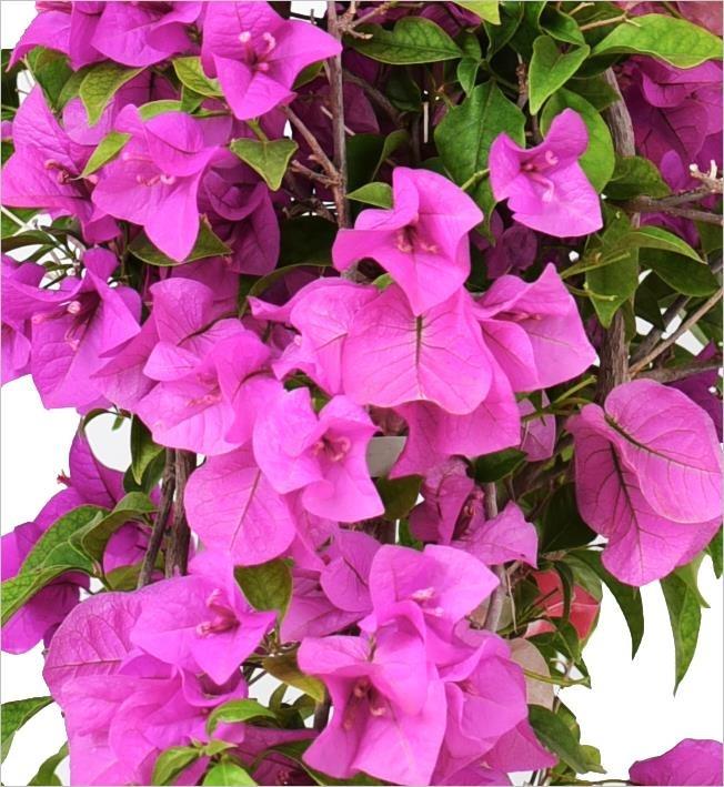 Begonvil – Bougainvillea