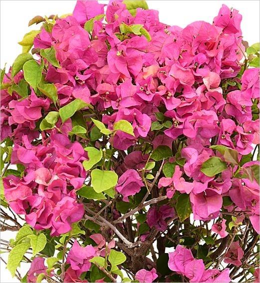 Begonvil – Bougainvillea