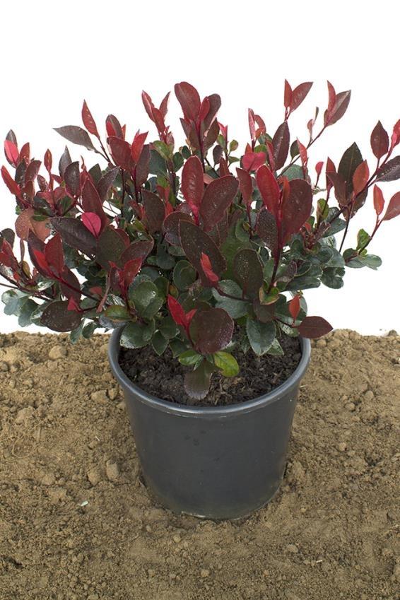 Alev Çalısı – Photinia red Robin