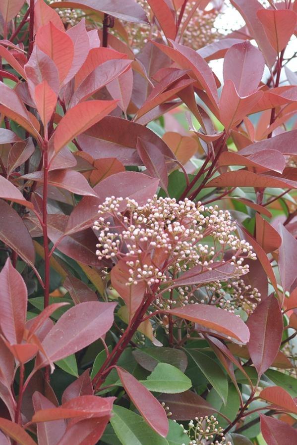 Alev Çalısı – Photinia red Robin