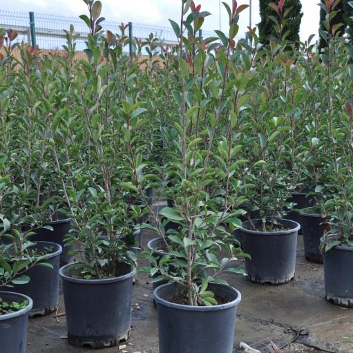 Alev Çalısı – Photinia red Robin