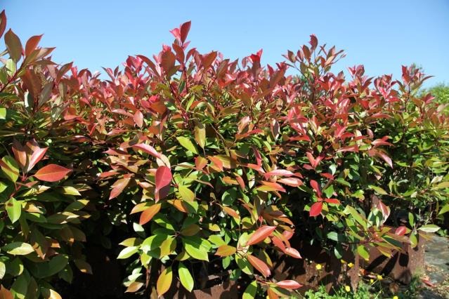 Alev Çalısı – Photinia red Robin