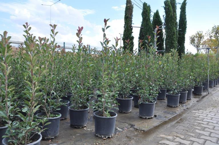 Alev Çalısı – Photinia red Robin