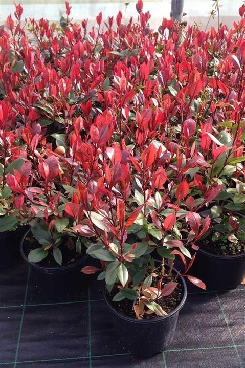 Alev Çalısı – Photinia red Robin