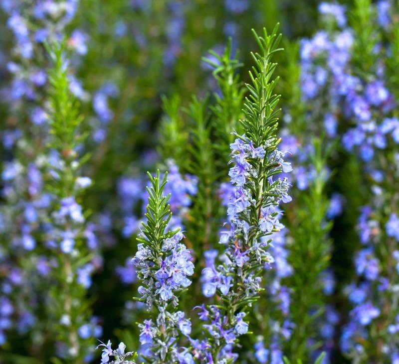 Biberiye – Rosmarinus officinalis