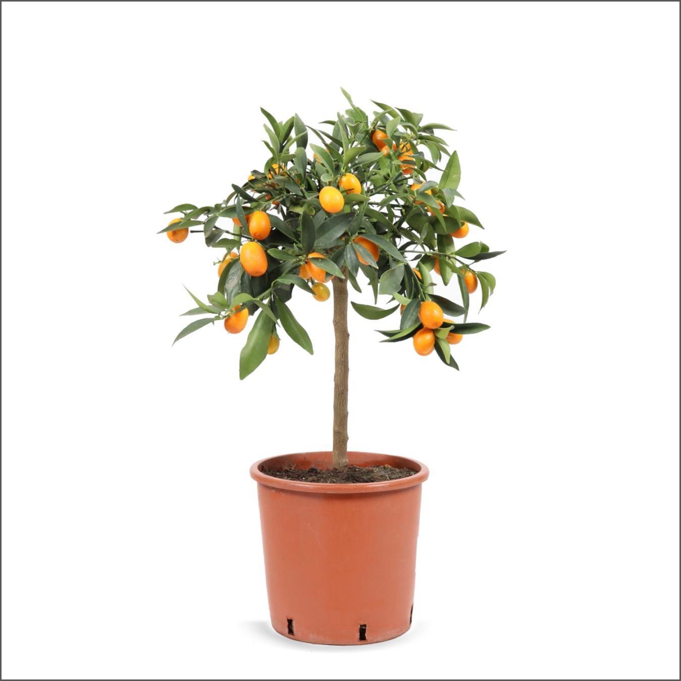 Kumkuat – Citrus japonica