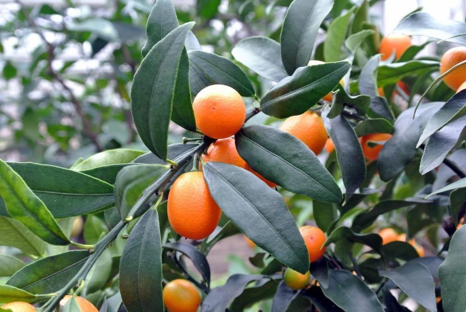 Kumkuat – Citrus japonica