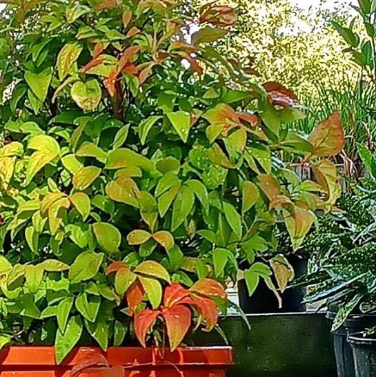 Cennet Bambusu – Nandina domestica Fire Power