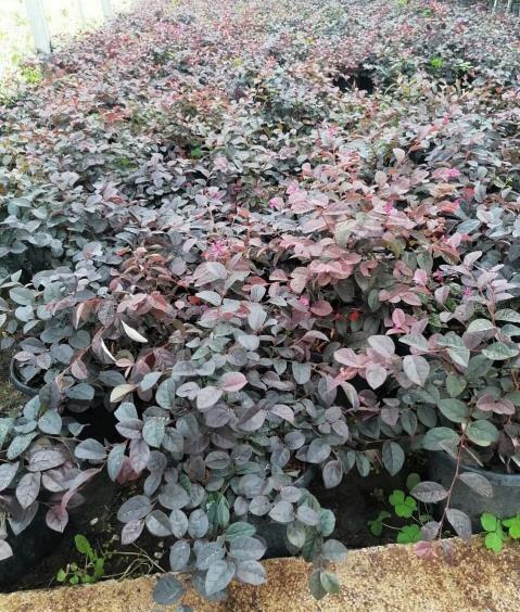 Pembe Rüya Çiçeği – Loropetalum chinense