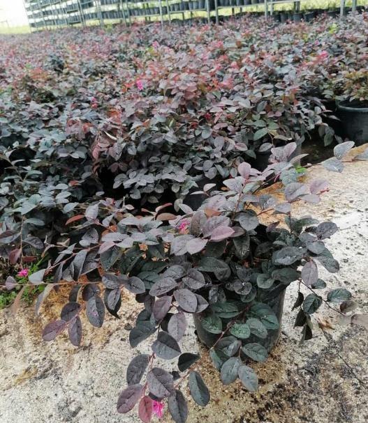 Pembe Rüya Çiçeği – Loropetalum chinense