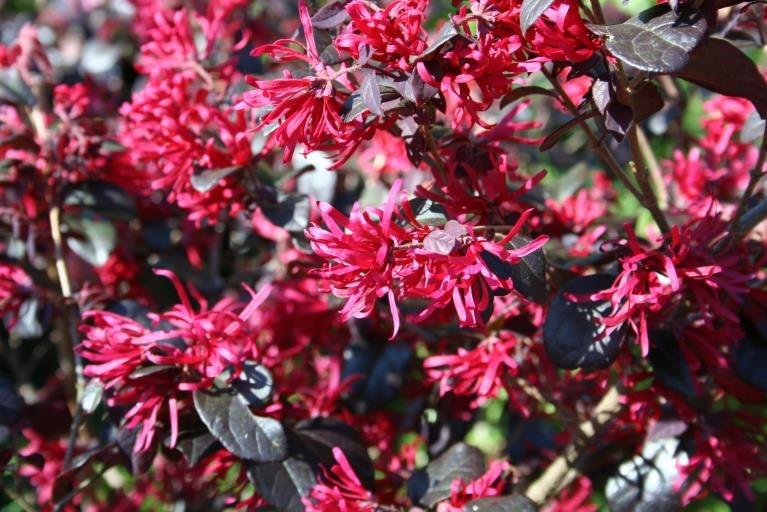 Pembe Rüya Çiçeği – Loropetalum chinense