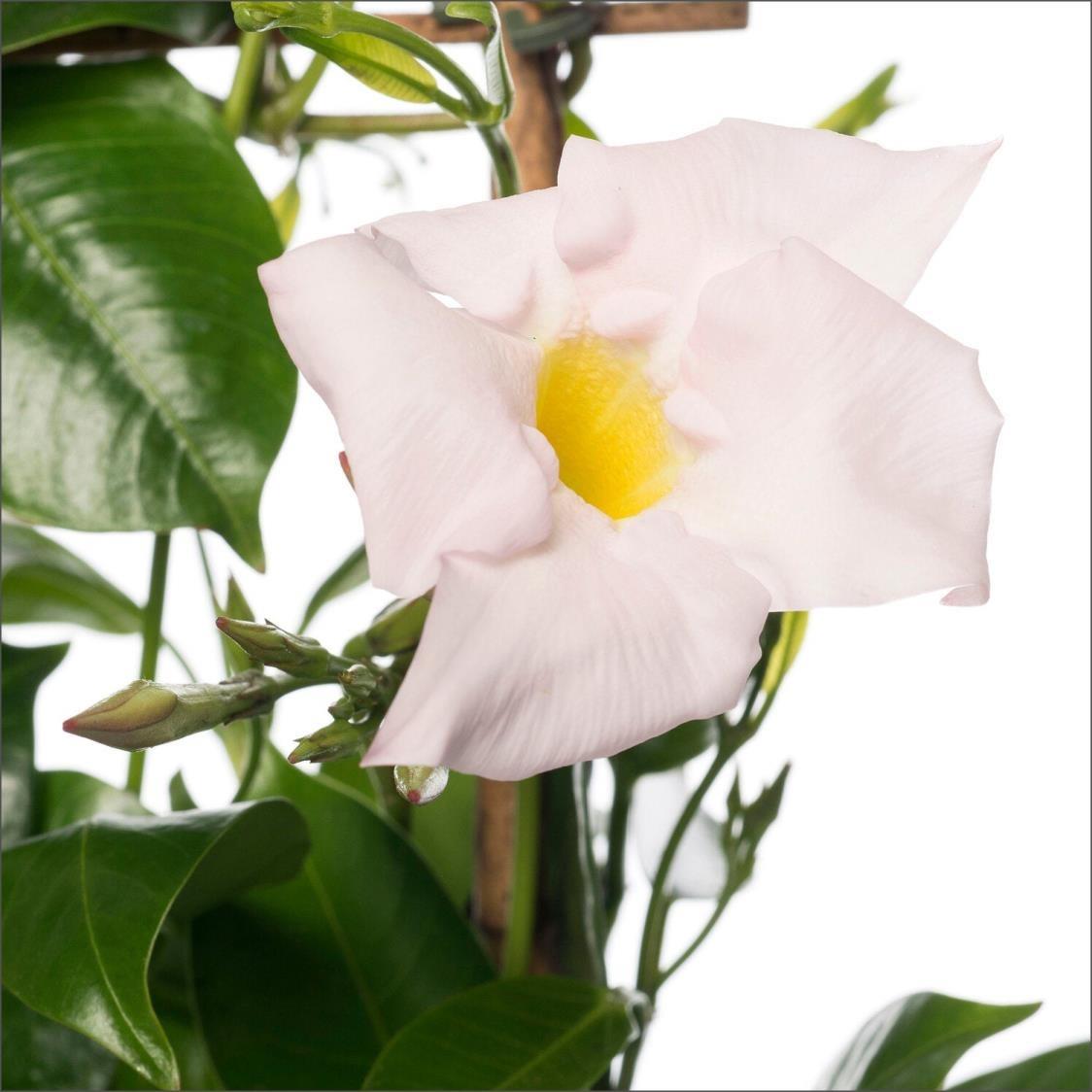 Sandavilla – Mandevilla