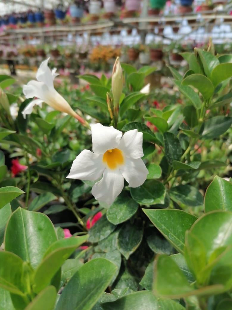 Sandavilla – Mandevilla